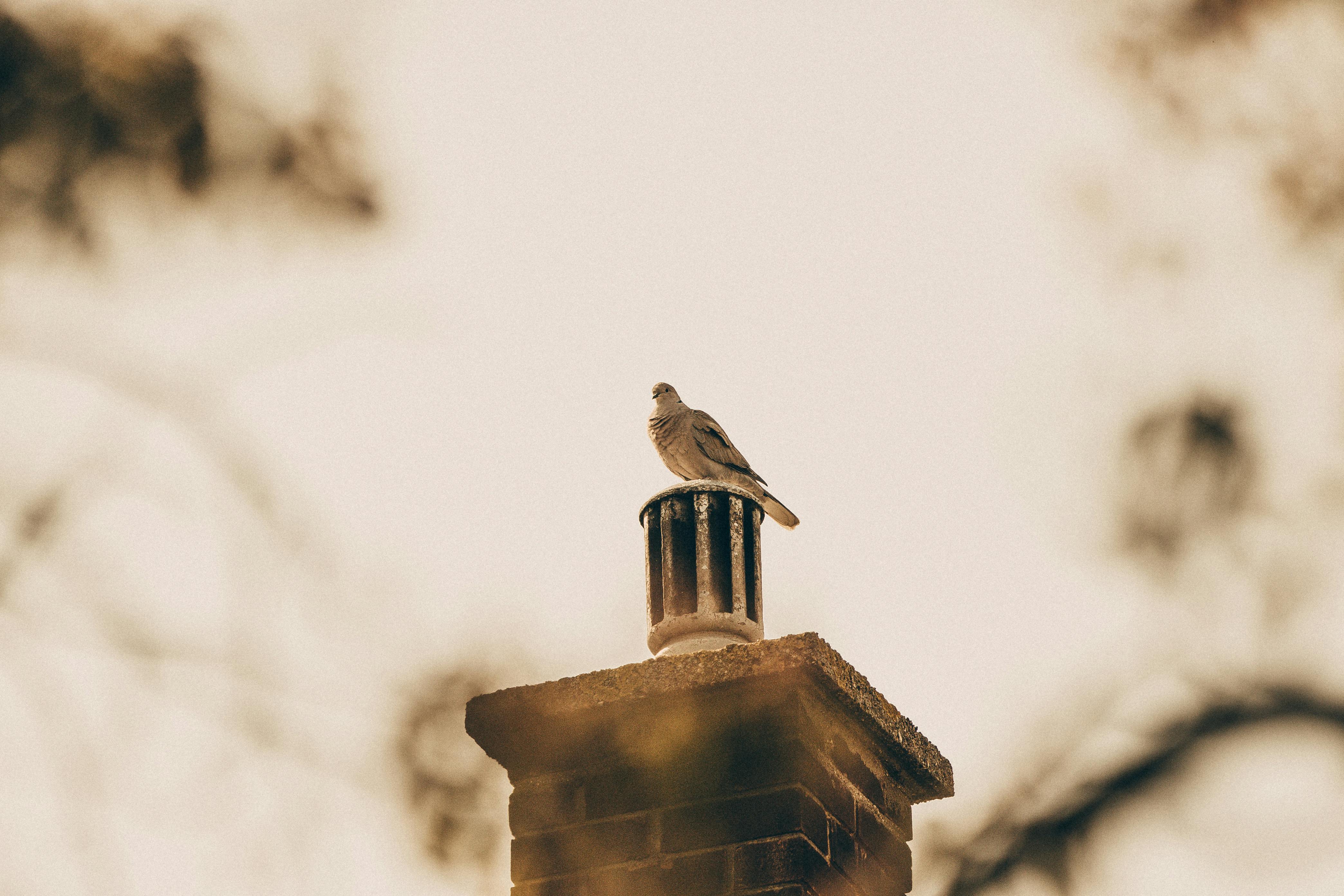 Expert Chimney Cap Installation in Montgomery Village, Maryland
